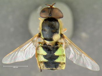 Media type: image;   Entomology 617608 Aspect: habitus dorsal view